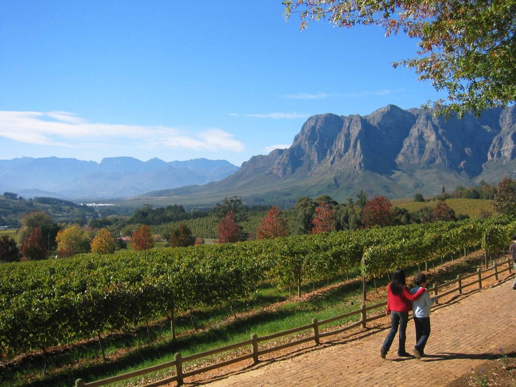 Stellenbosch Vineyard